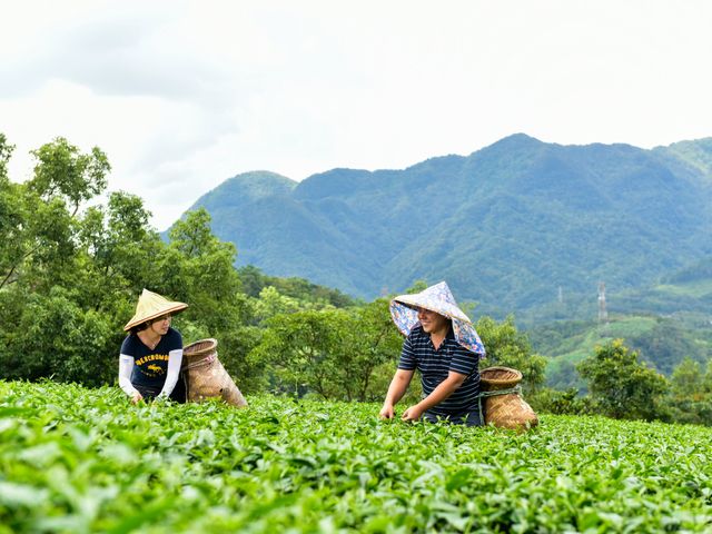 【源霧 蜜香紅茶抹茶粉 40g】傳承十二道工序製茶 每一口都是甘醇好滋味
