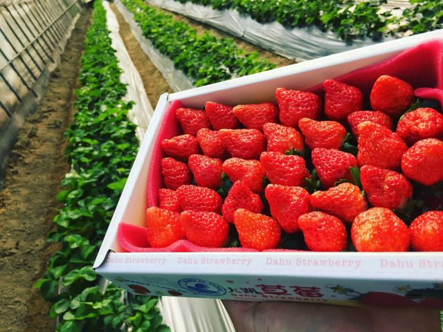 【苗栗後龍 有機草莓 300gx2盒】豔紅飽滿酸甜 有機吃的更安心