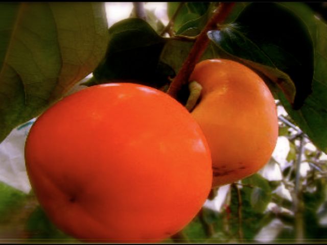 【摩天嶺 日本品種高山甜柿 特級10入禮盒裝】甜度破表 口感紮實 讓您一柿就上癮