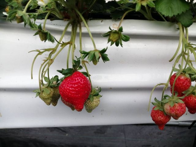 【最受歡迎的  豐香草莓300gx4盒】香氣豐厚帶有淡淡的牛奶香 溫室有機栽種更安心