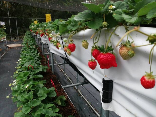 【最受歡迎的  豐香草莓300gx4盒】香氣豐厚帶有淡淡的牛奶香 溫室有機栽種更安心