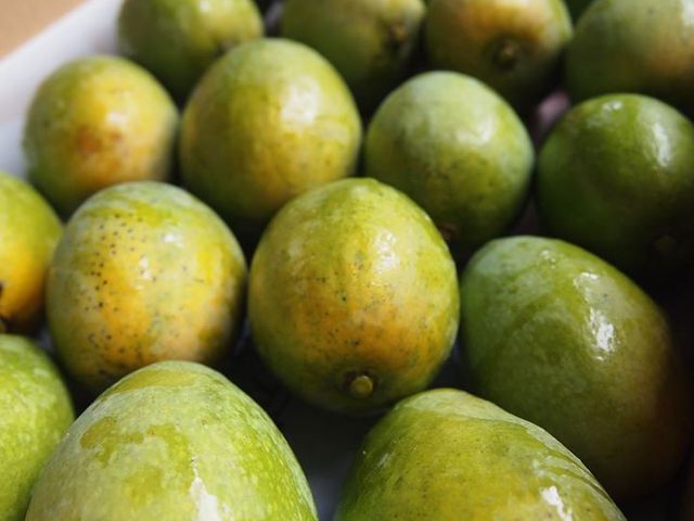 【預購 屏東三地門 毛家土芒果】 香濃多汁土檨仔 令人懷念的童年滋味