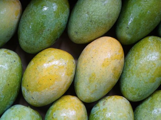 【預購 屏東三地門 毛家土芒果】 香濃多汁土檨仔 令人懷念的童年滋味