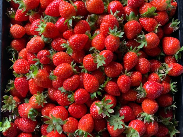 【草莓Gelato義式冰淇淋 100ml精巧杯五杯組】採用有機草莓製成 無添加人工香精