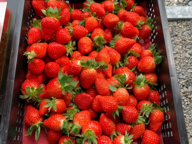 【草莓Gelato義式冰淇淋 160ml獨享杯 x3】採用有機草莓製成 無添加人工香精
