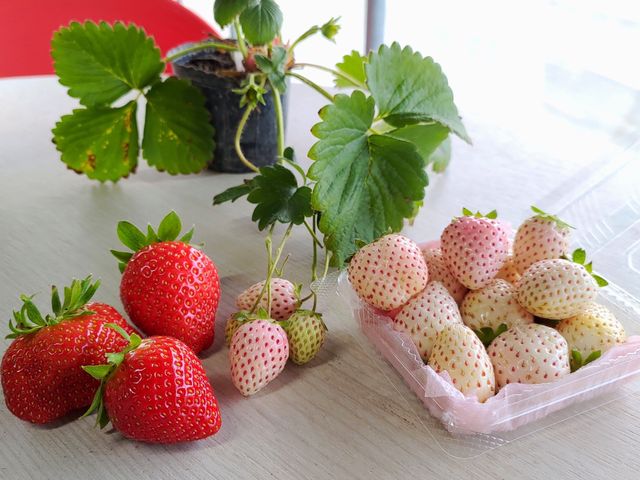 【草莓Gelato義式冰淇淋 520ml分享杯】採用有機草莓製成 無添加人工香精