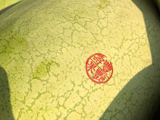 【清甜爽脆紅肉大西瓜 18.1~19.8公斤 /顆】外銷紅到新加坡的果艷西瓜