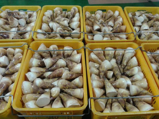 【八里農會 特級熟黃金筍(帶殼)5包/箱】鮮甜脆的綠竹筍 殺菌真空包裝
