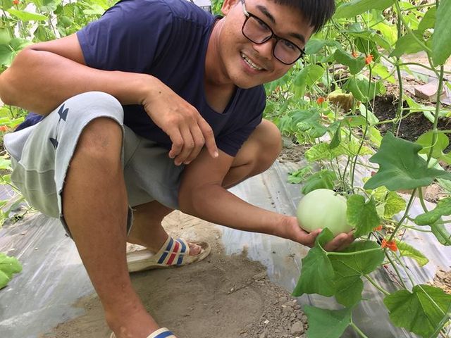 【苗栗青農 吹海風的有機美濃瓜10斤裝】溫室吊掛栽培 砂質地出產的甜蜜蜜香瓜