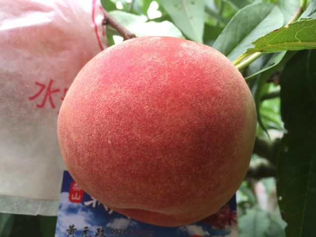 【超人氣！梨山特有 上海水蜜桃10入裝】產季極短！鮮嫩多汁的壓軸晚桃