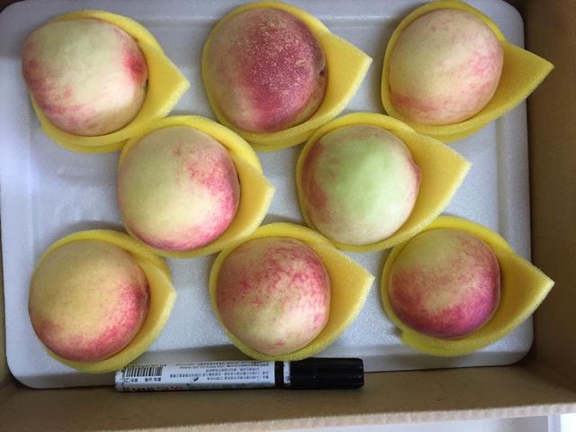 【超人氣！梨山特有 上海水蜜桃8入裝】產季極短！鮮嫩多汁的壓軸晚桃