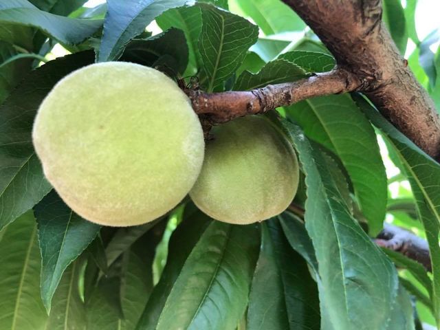 【超人氣！梨山特有 上海水蜜桃6入裝】產季極短！鮮嫩多汁的壓軸晚桃
