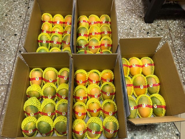 【極品開賣！ 芒果界的LV--夏雪芒果 8.3斤裝(A級)】外表金黃討喜 果肉濡軟香甜又細緻