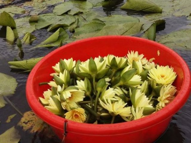 【御品蓮休閒農莊 - 有機香水蓮花茶ｘ2盒】喝得到原花的清香甘甜