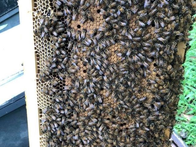 【牧蜂蜜碼 森林蜂蜜700g】純淨國產蜜，安心食用有保障～