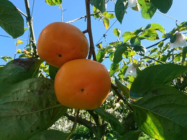 【秋味來襲！美猴王的大雪山甜柿 特級12入】絕佳地理條件孕育出最自然甜美的柿子