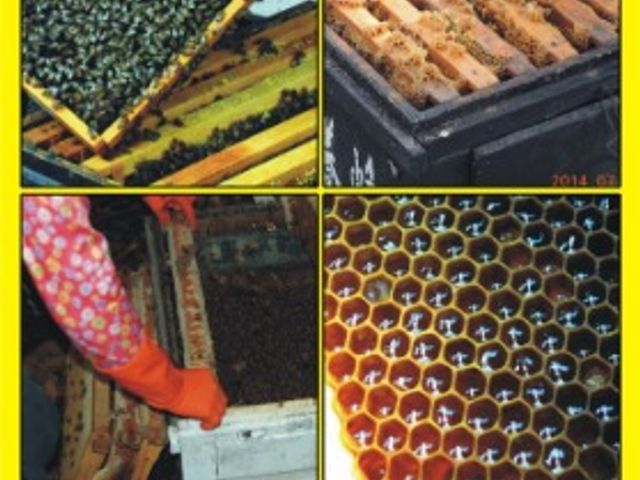 野花蜜 平口易開 3000g(5台斤) 原價1800元 特價1200元