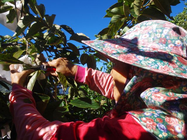 【雲霧繚繞 日本種高山甜柿8入裝】高海拔山區孕育柿子 保證甜脆爽口!