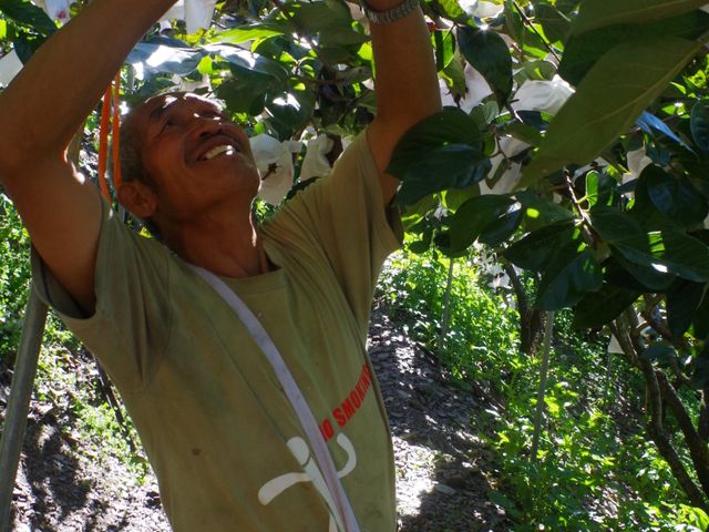 【雲霧繚繞 日本種高山甜柿8入裝】高海拔山區孕育柿子 保證甜脆爽口!