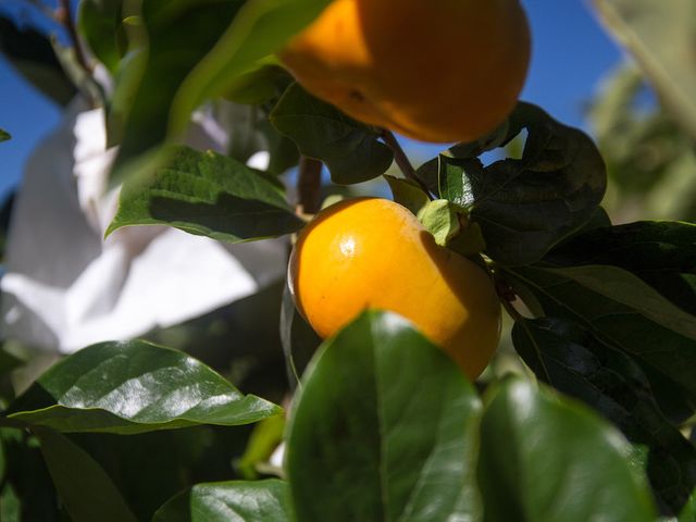 【雲霧繚繞 日本種高山甜柿8入裝】高海拔山區孕育柿子 保證甜脆爽口!