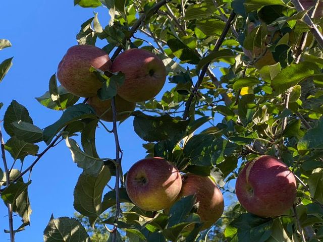 【台中梨山 高海拔蜜蘋果5.5斤裝(約18顆)】套袋栽培高山蘋果 口感脆甜多汁