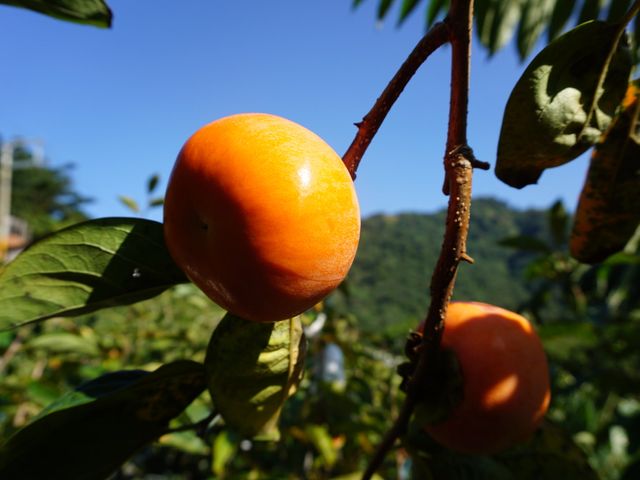 【蘿拉的大雪山甜柿6粒裝(10A)】口感脆甜多汁 超人氣柿子！