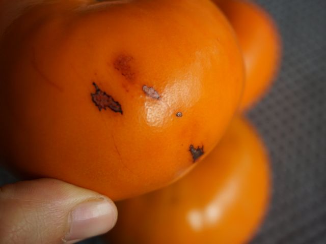 【蘿拉的大雪山斑比甜柿(惜福品)6粒裝(10A)】口感脆甜多汁 超人氣柿子！