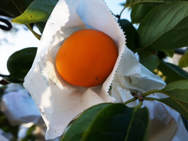 【梨山佳陽部落 富有日本甜柿優級26入裝】果肉厚實細緻多汁 梨山秘境孕育出的香甜柿子
