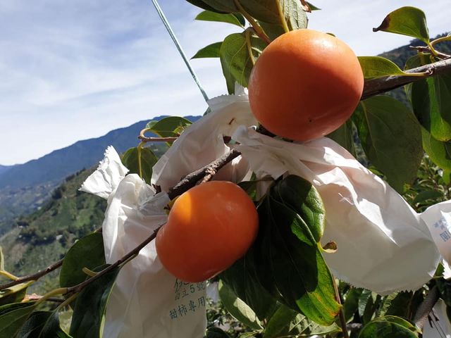 【梨山佳陽部落 富有日本甜柿優級26入裝】果肉厚實細緻多汁 梨山秘境孕育出的香甜柿子