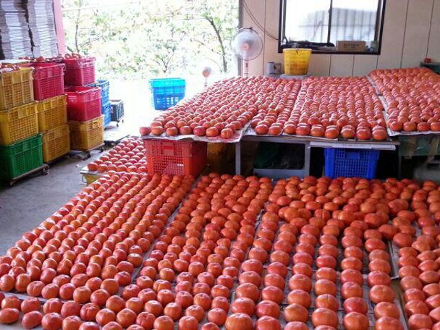 【梨山佳陽部落 富有日本甜柿優級14入裝】果肉厚實細緻多汁 梨山秘境孕育出的香甜柿子