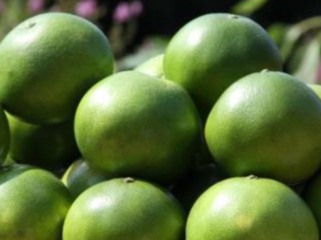 【爆汁多C的綠寶石蜜柚10斤裝】兼具柚子與葡萄柚的口感 果肉香甜柔軟又多汁