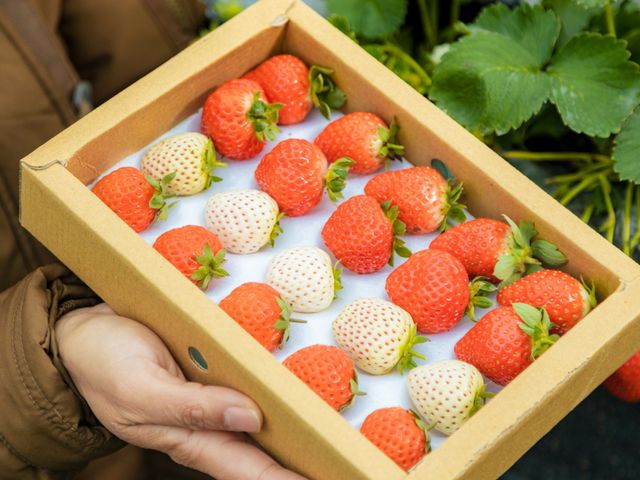 【繽紛開賣！友善栽培的繽紛草莓箱 (3盒/箱)】紅草莓鮮豔香甜 白草莓稀有微酸