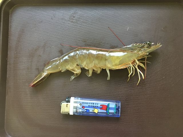 【霸王級白蝦500g(10~14尾)】生態養殖・低溫急凍鮮活蝦