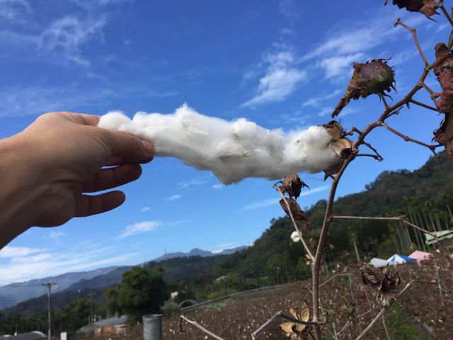 【台灣棉花製作 100%有機棉被胎 6x7尺 雙人被(5斤)】乾爽透氣具天然保暖功效 用有機棉呵護您的睡眠