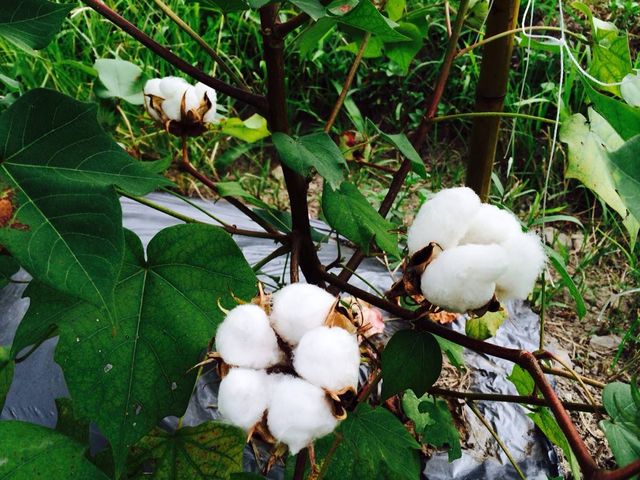 【有機台灣棉花製作 100%有機棉被胎 6x7尺 雙人被(7斤)】乾爽透氣具天然保暖功效 用有機棉呵護您的睡眠