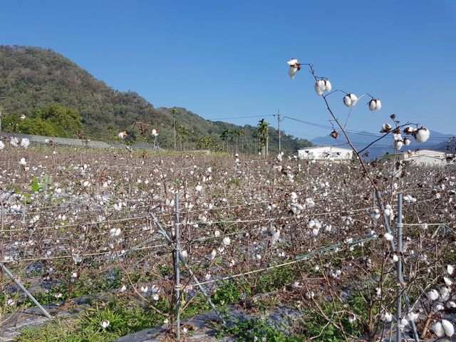 【有機台灣棉花製作 機能有機棉被胎 6x7尺 雙人被(5斤)】內含高科技銀纖維 抗菌除臭防塵蟎