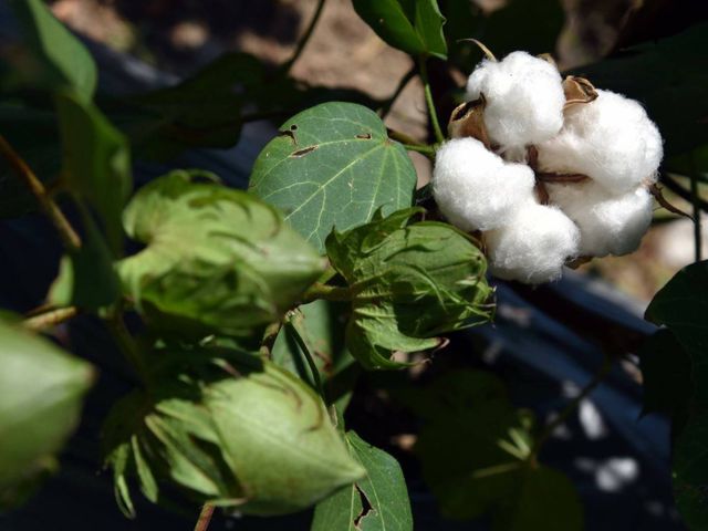 【有機台灣棉花製作 機能有機棉被胎 6x7尺 雙人被(5斤)】內含高科技銀纖維 抗菌除臭防塵蟎