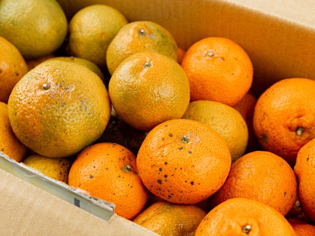 【台南東山 砂糖橘5斤裝×4箱(加贈龍眼肉或龍眼花)】友善種植酸甜風味的健康柑橘