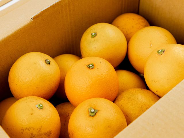【台南東山 晚崙西亞橙15斤裝】像柳丁又像橘子的台灣香吉士
