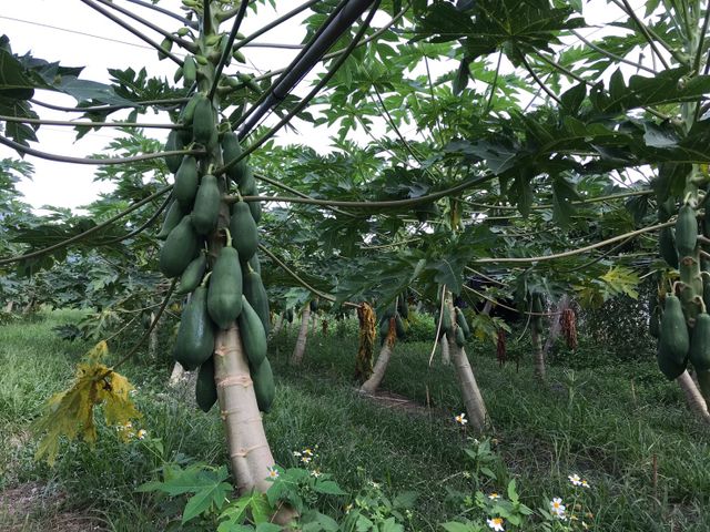 【台東卑南 MOA有機木瓜兩顆裝】順應天成 MOA栽種自然風味木瓜