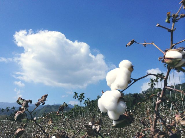 【有機台灣棉花製作 100%有機棉被胎 4.5x6.5尺 單人被(3.5斤)】乾爽透氣具天然保暖功效 用有機棉呵護您的睡眠