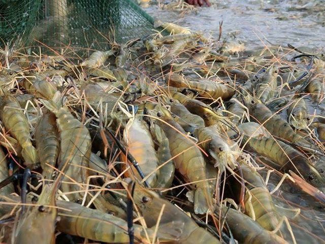 【屏東直送！產銷履歷泰國蝦600g(母蝦)】三代蝦農飼養的高品質蝦子 堅持不用藥！
