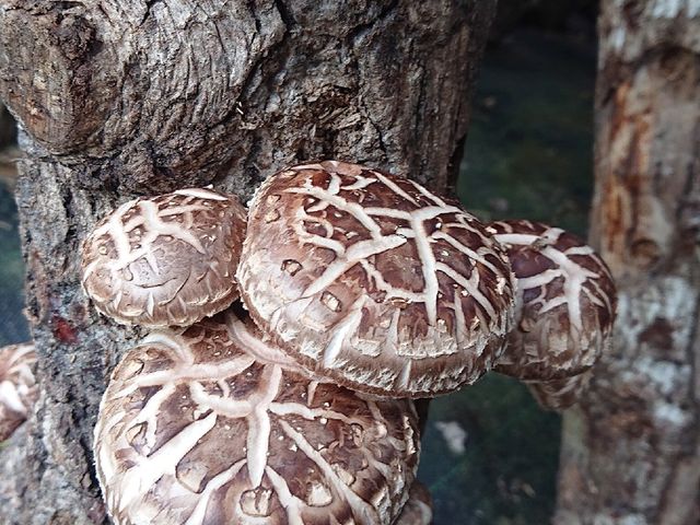 【雲林古坑 有機頂級椴木花菇(大)】頂級香菇 深山孕育的珍貴食材