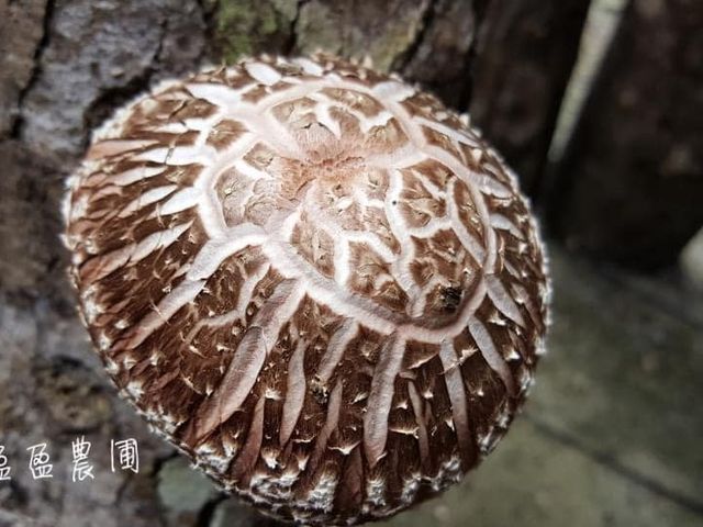 【雲林古坑 有機頂級椴木花菇(大)】頂級香菇 深山孕育的珍貴食材