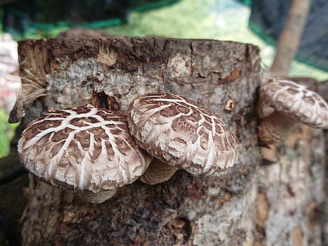 【雲林古坑 有機頂級椴木花菇(小)】頂級香菇 深山孕育的珍貴食材