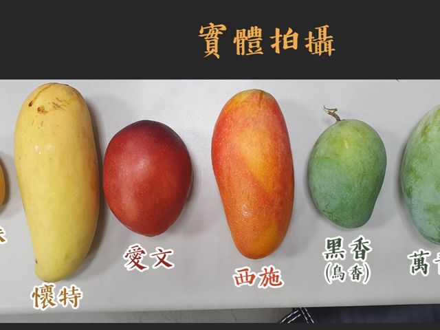【預購！外銷芒果百寶箱5kg(10~16粒)禮盒】內含3-5種不同芒果 快來一次收齊！
