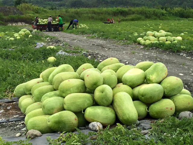 【花蓮玉里 又沙又甜的紅肉大西瓜一顆(30斤)】炎炎夏日 來吃沙脆甜大西瓜消暑氣