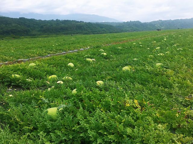 【花蓮玉里 又沙又甜的紅肉大西瓜一顆(30斤)】炎炎夏日 來吃沙脆甜大西瓜消暑氣