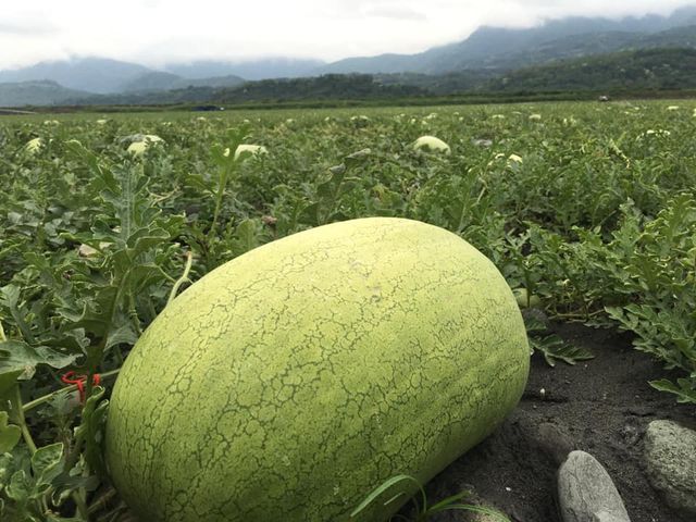 【花蓮玉里 又沙又甜的紅肉大西瓜一顆(30斤)】炎炎夏日 來吃沙脆甜大西瓜消暑氣