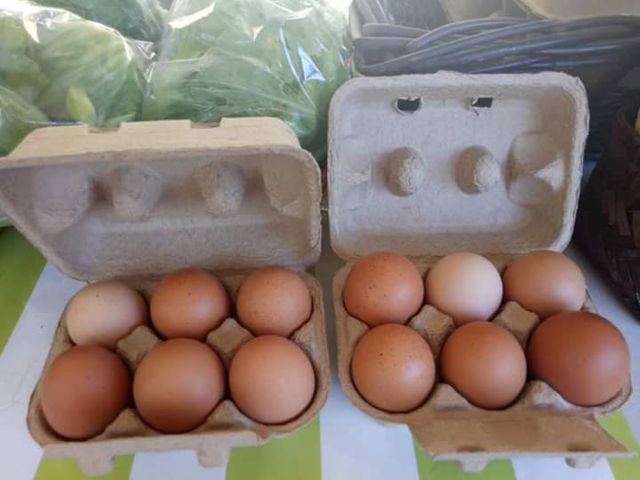 【免運優惠！100%天然放牧雞蛋五盒組】蛋黃圓潤有彈性 無腥味